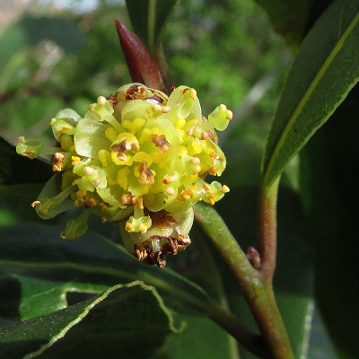 Bay Laurel
