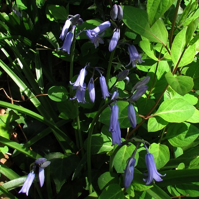 Bluebell