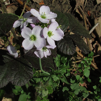 Cuckooflower