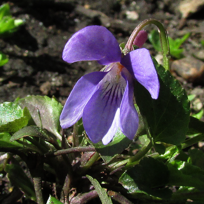Dog Violet
