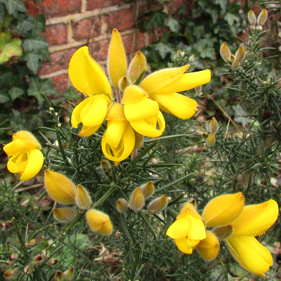 Furze
