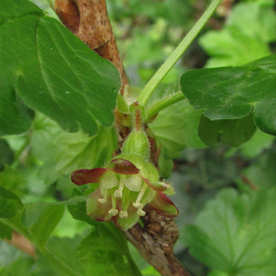 Gooseberry
