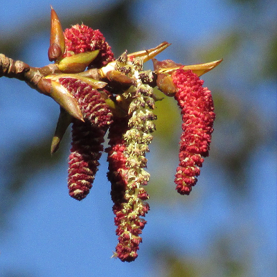 Hybrid Black Poplar