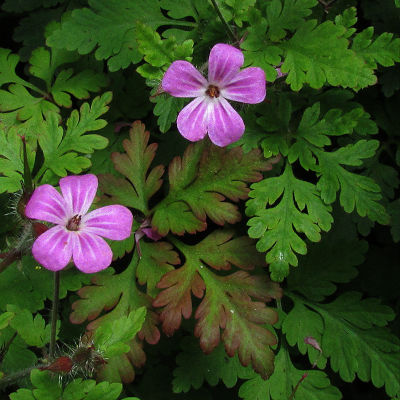Herb Robert