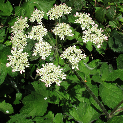 Hogweed