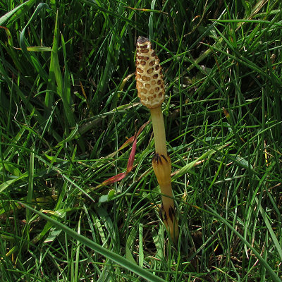 Field Horsetail