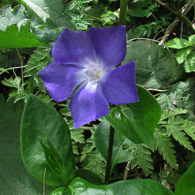 Greater Periwinkle