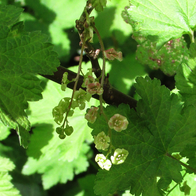 Red Currant