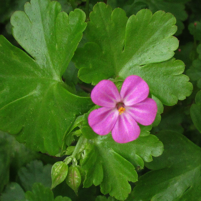 Shining Cranesbill