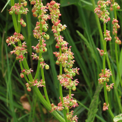 Sorrel