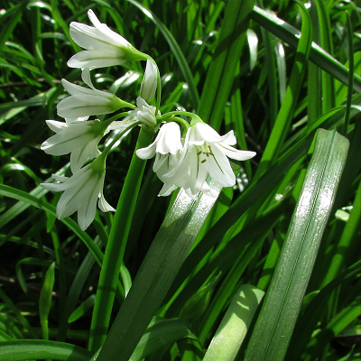Three-cornered Leek