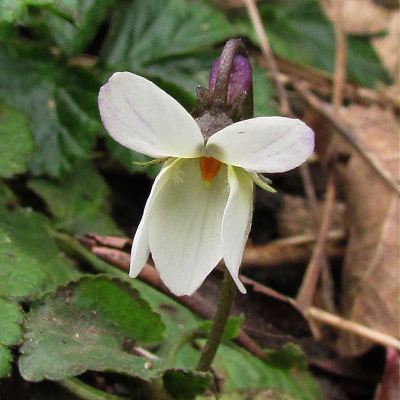 White Dog Violet