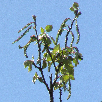 White Poplar