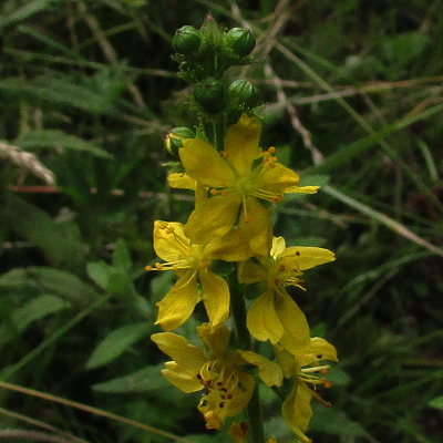 Agrimony