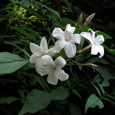 Jasmine