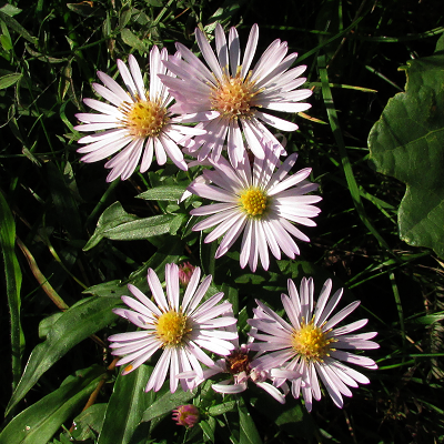Michaelmas Daisy