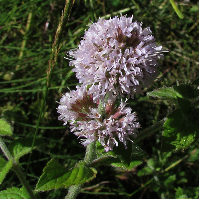 Water Mint