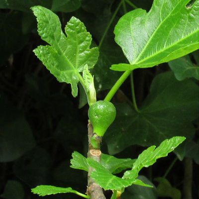Fig