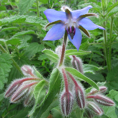 Borage