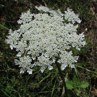 Wild Carrot
