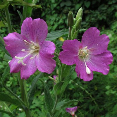 Great Willowherb