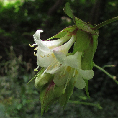 Himalayan Honeysuckle