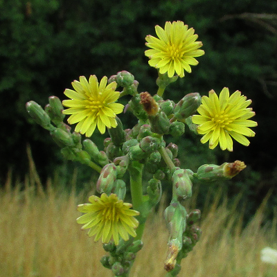 Prickly Lettuce