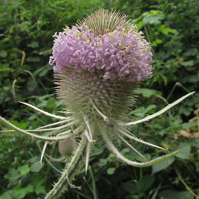Teasel
