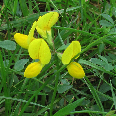 Bird's-foot Trefoil