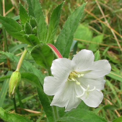 White Willowherb