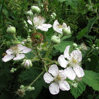 Bramble