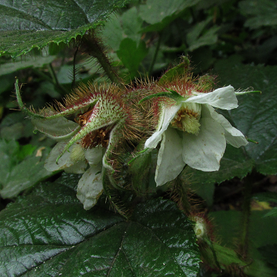 Chinese Bramble