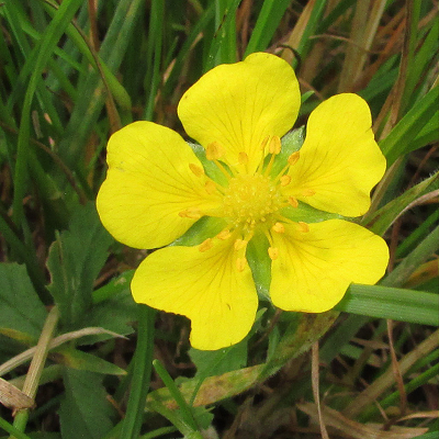 Cinquefoil