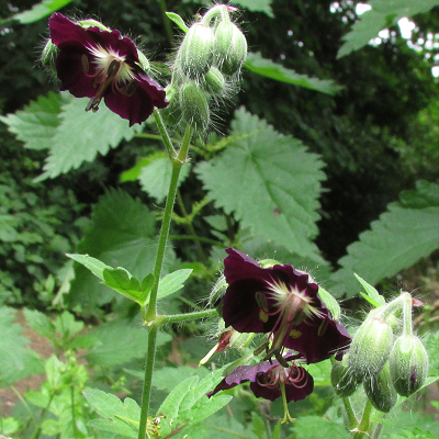 Dusky Cranesbill