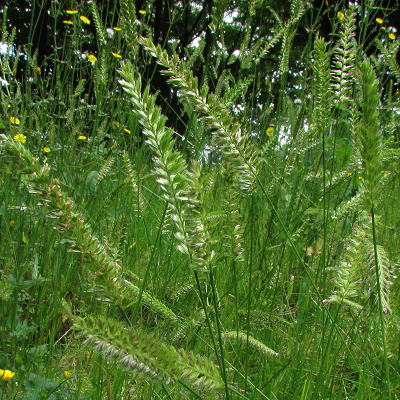 Crested Dogstail