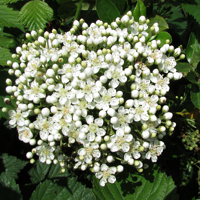 Firethorn