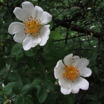 Field Rose