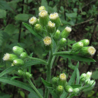 Guernsey Fleabane