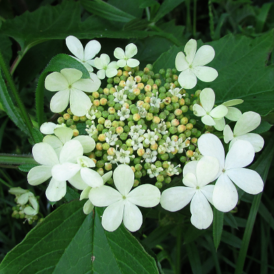 Guelder-rose
