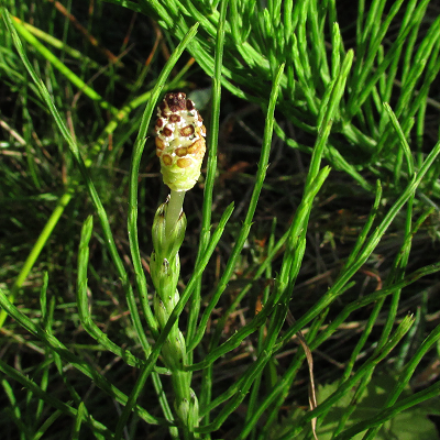 Hybrid Horsetail