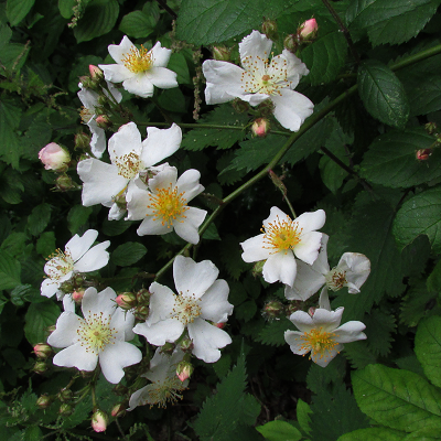 Multiflora Rose