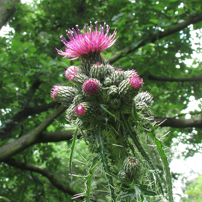 Marsh Thistle
