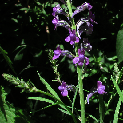 Purple Toadflax