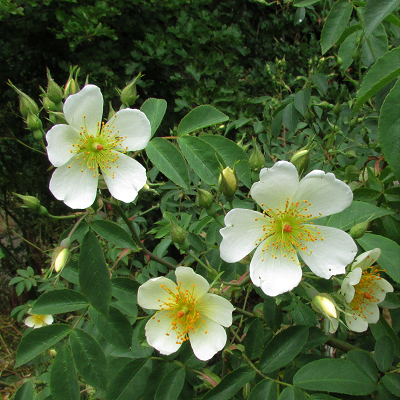 Red-Leaved Field Rose