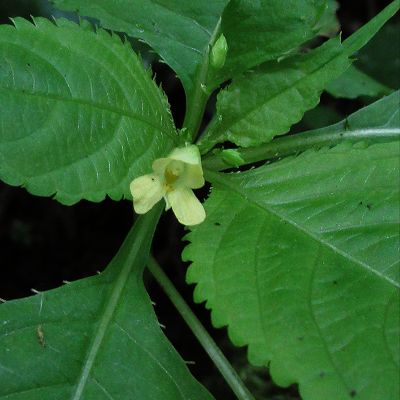 Small Balsam