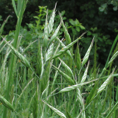 Soft Brome