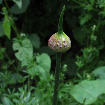 Wild Onion