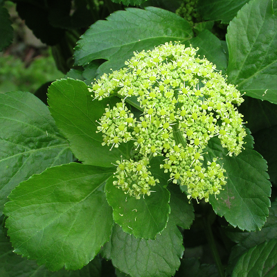 Alexanders