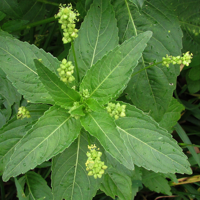 Annual Mercury