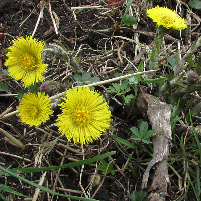 Coltsfoot